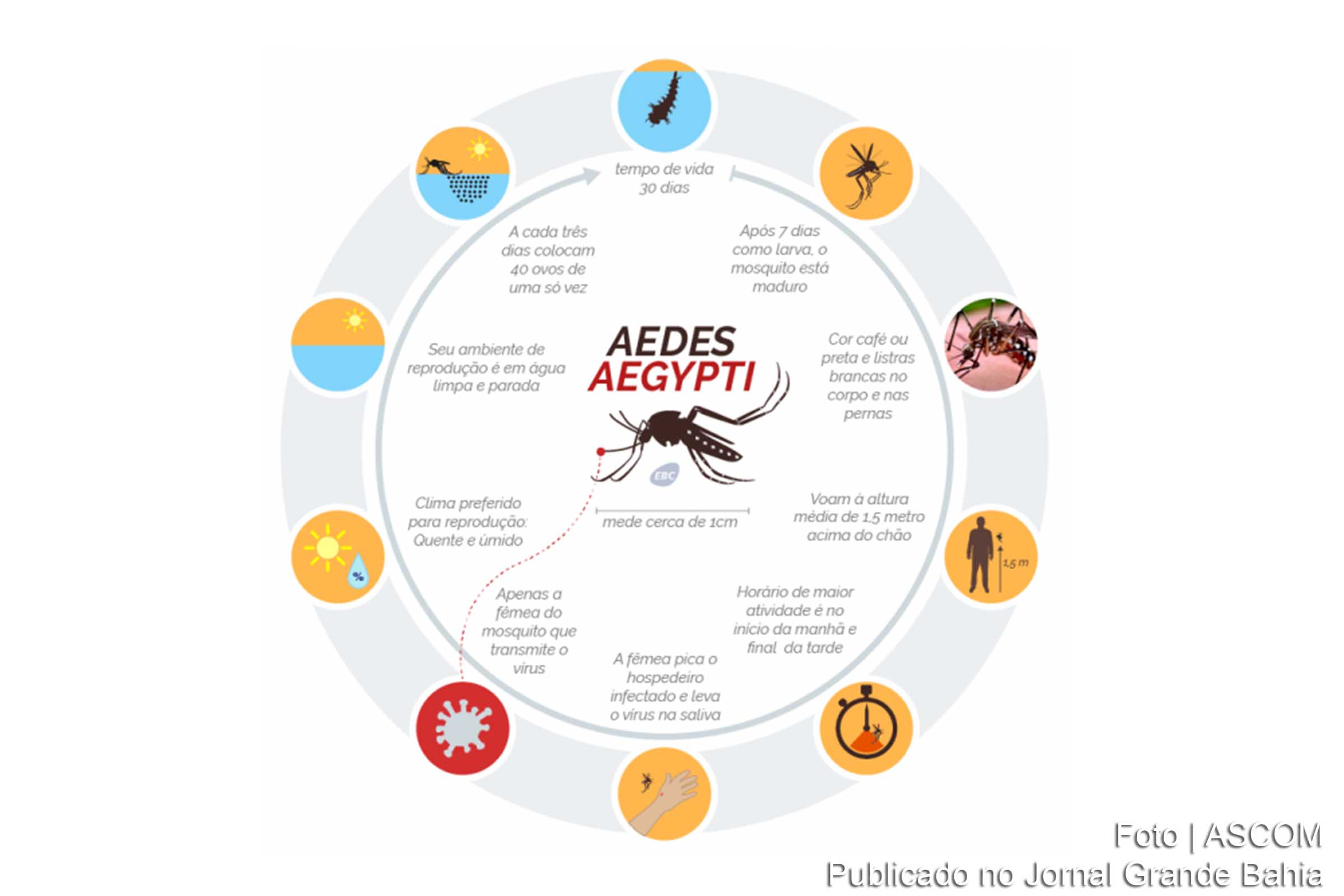 Infográfico-sobre-ciclo-de-reprodução-do-Aedes-Aegypti